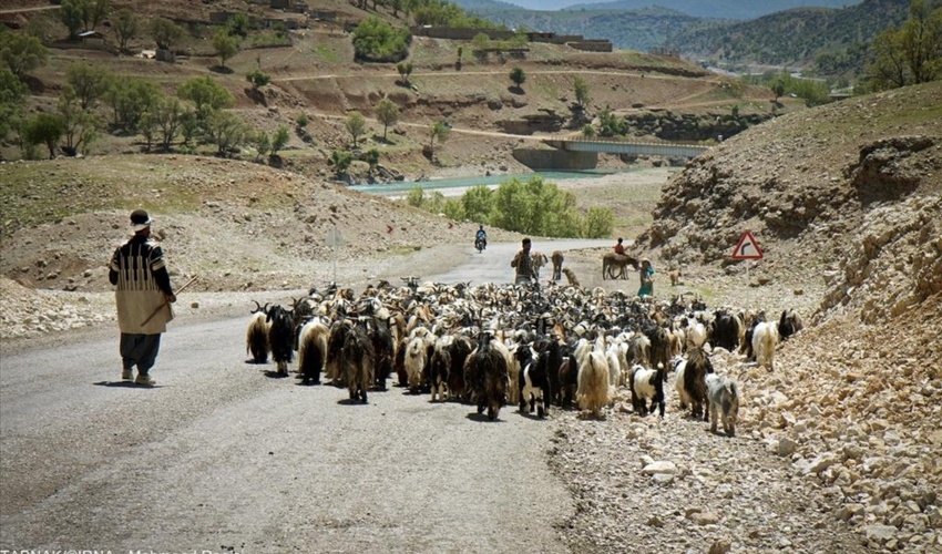 ۶۰گروه بازرسی منابع طبیعی در مسیرهای کوچ عشایر استان‌های زاگرس‌نشین مستقر شدند