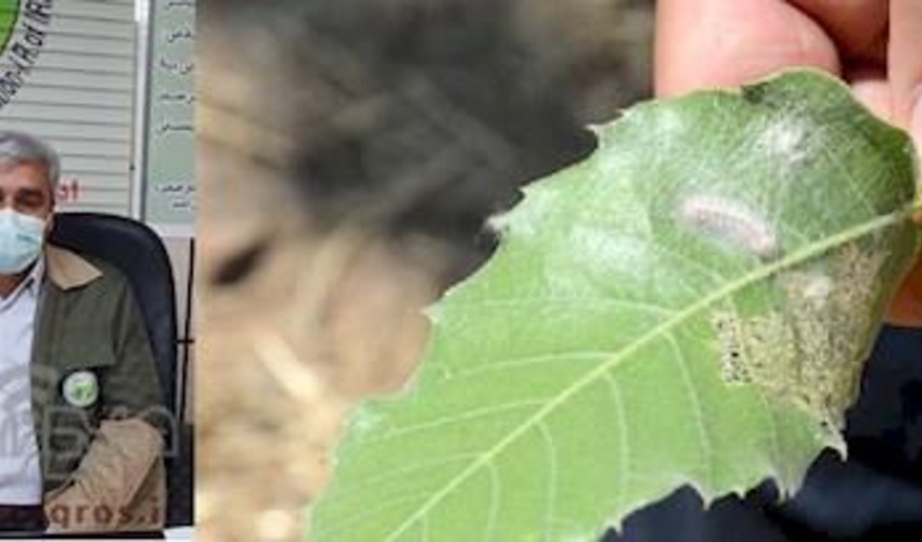 کهگیلویه/ 40 درصد درختان بلوط درگیر آفت سفید برگ خوار/سپاه و بسیج به کمک می آید