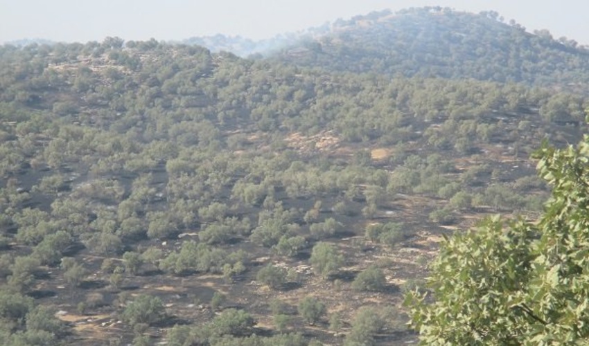 درخواست بالگرد برای مقابله با حریق‌های احتمالی در جنگل‌های لرستان