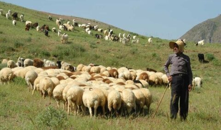 تدوین شیوه نامه مدیریت چرا از دستاوردهای مهم سازمان منابع طبیعی است