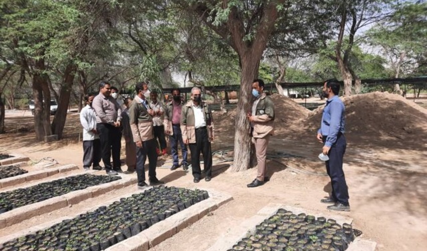 تولید نهال در منابع طبیعی بوشهر ۶ برابر شد