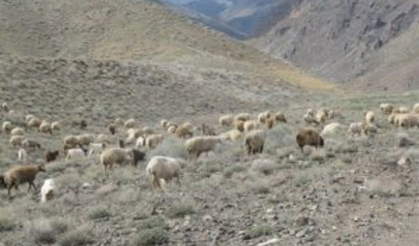 ایستگاه های کنترل دام در ورودی های البرز مستقر می شوند