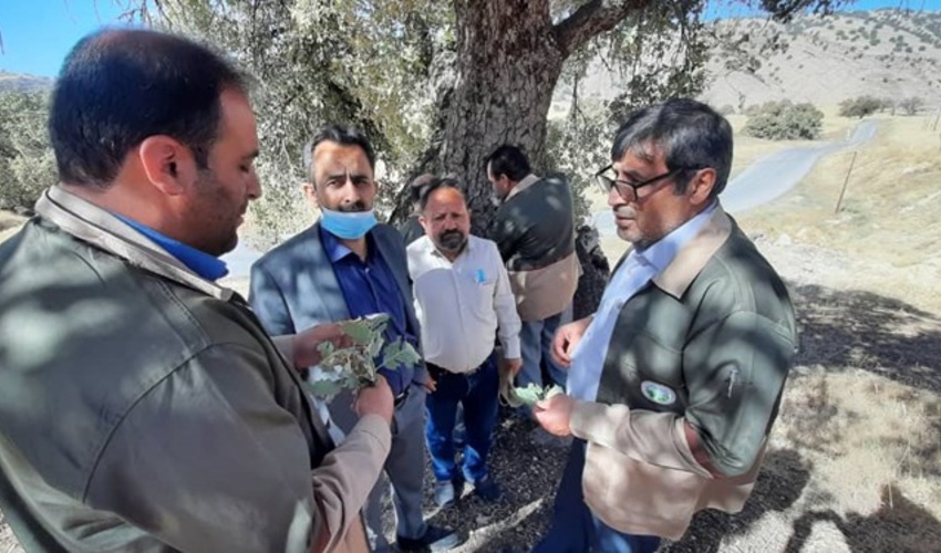 ابتلای ۳.۵ درصد جنگل‌های بلوط کهگیلویه وبویراحمد به آفت برگ و جوانه خوار بلوط