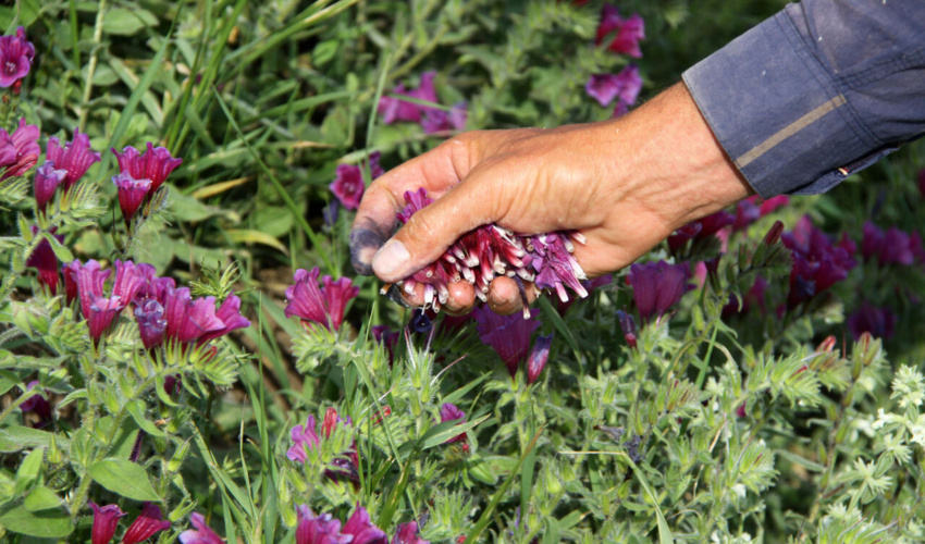 ۳۶۰ هزار هکتار توسعه گیاهان دارویی در مراتع طی برنامه ششم توسعه/اختصاص ۳۵ میلیارد تومان به مراتع کشور