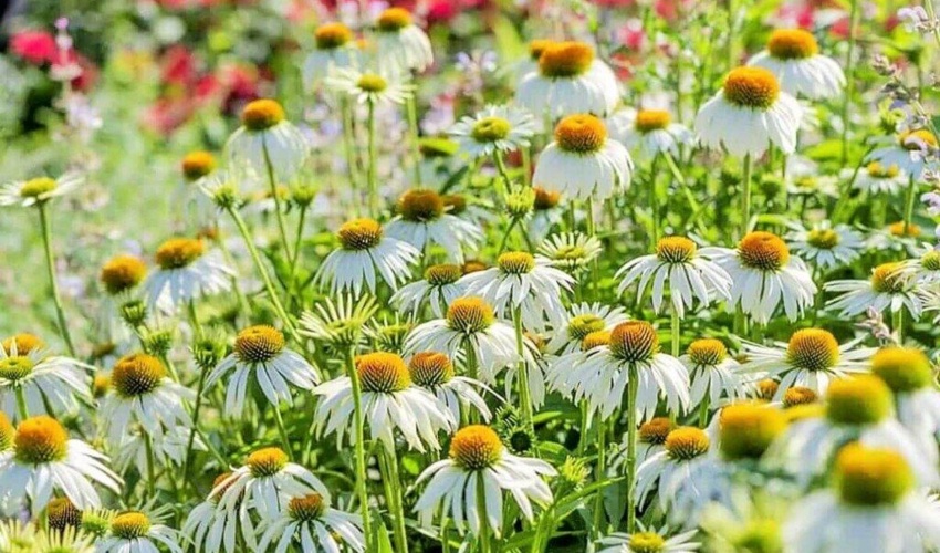 سرمایه‌گذاری حوزه کشت و تولید گیاهان دارویی در استان همدان مورد حمایت قرار می‌گیرد