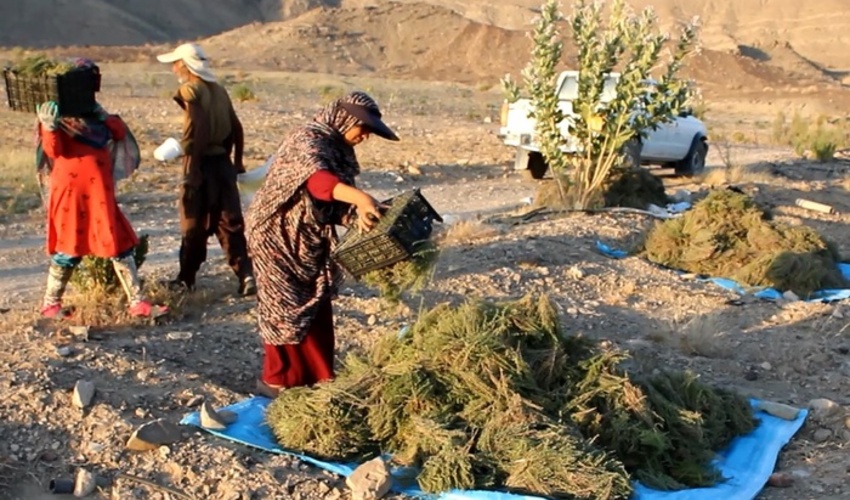 ارزآوری 100 میلیارد تومانی دو گیاه گران قیمت برای خراسان جنوبی