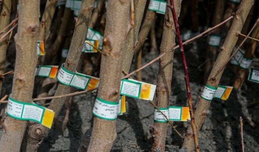 لرستان/ نهالستان مجموعه گردشگری بام ظرفیت تولید سالیانه 5 میلیون اصله نهال را دارد