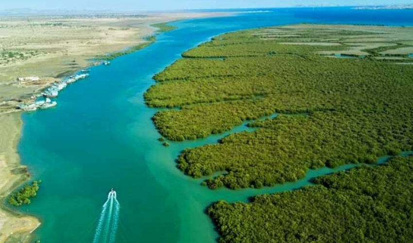 ۶۰۰ هکتار به جنگل‌های استان بوشهر افزوده می‌شود