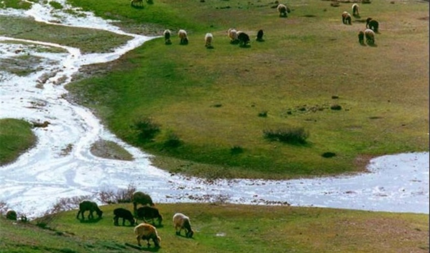 طی سال گذشته؛ تولید علوفه در خراسان شمالی 138 هزار تن کاهش یافت