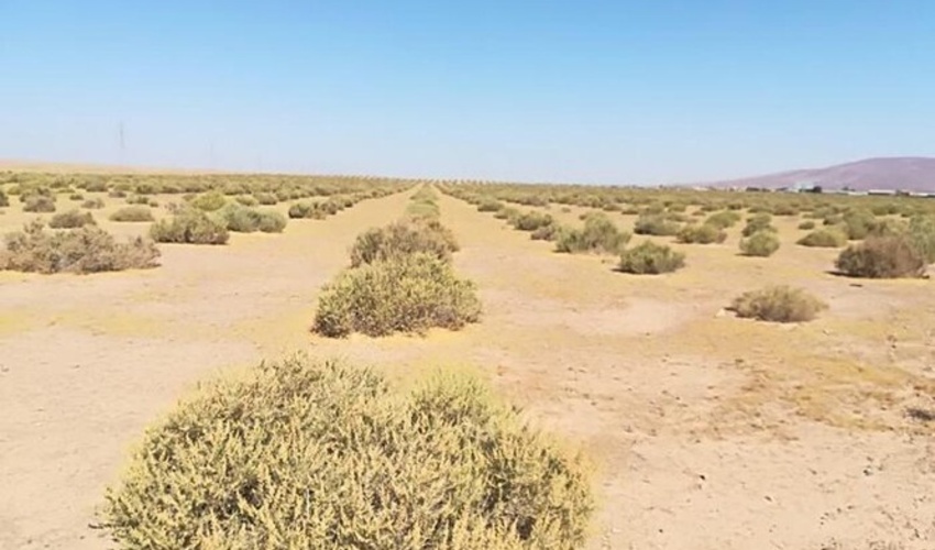 جلوگیری از گسترش بیابان‌ در قم با کاشت گیاهان مقاوم دنبال می‌شود