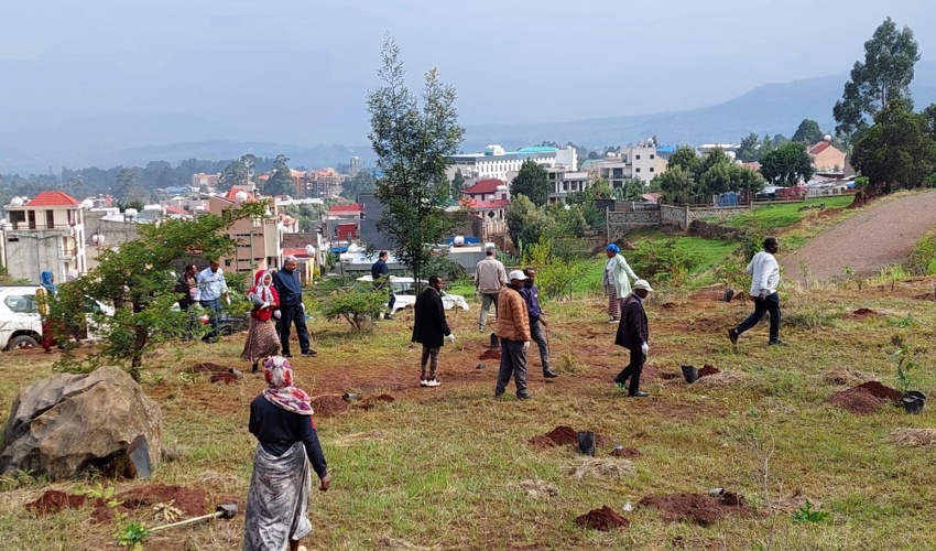 كاشت ٥٠ اصله نهال در پنجاهمين سالگرد عهدنامه مودت ميان ايران و اتيوپي