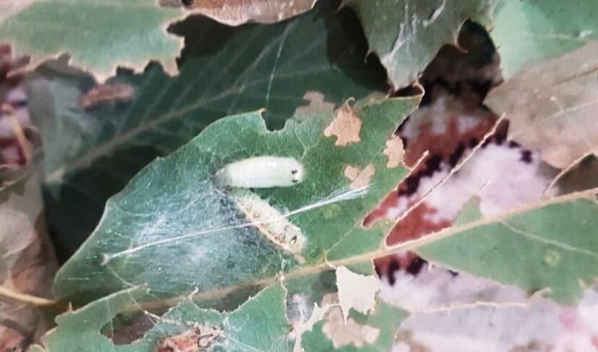 دومین مرحله مبارزه با آفت برگخوار بلوط در جنگل‌های دزفول آغاز شد