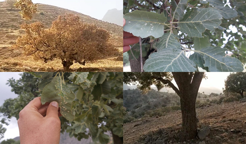 حمله 2 آفت به 60 هزار هکتار از جنگل های زاگرس در 5 ماه گذشته/ لزوم تخصیص بودجه ویژه به سازمان منابع طبیعی 