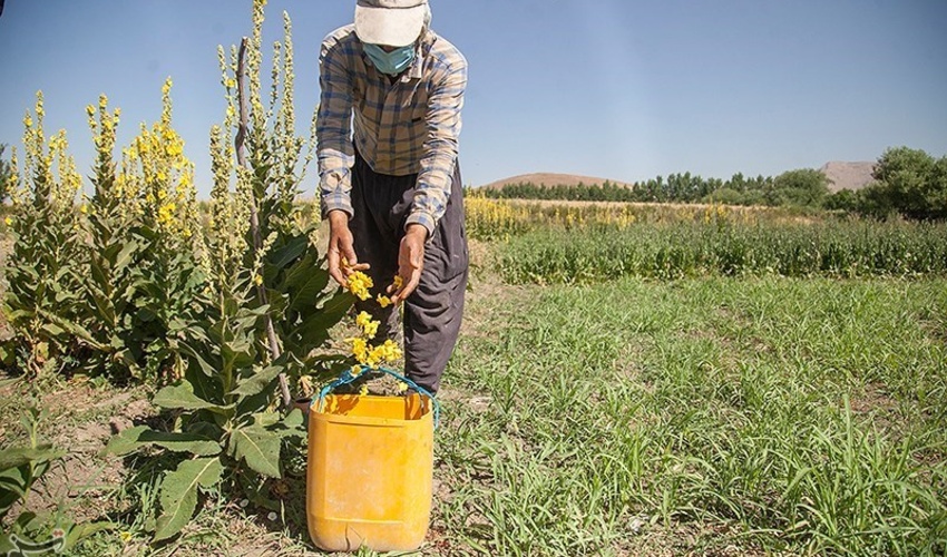 کشت آنغوزه به صورت پایلوت در چهارمحال و بختیاری کشت می‌شود