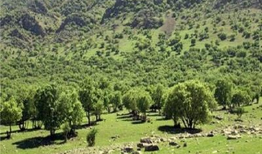 شناسایی و ثبت 110 هزار هکتار ذخیره گاه جنگلی در لرستان