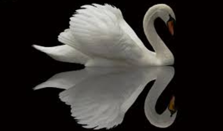 ندیدم که قویی به صحرا بمیرد!