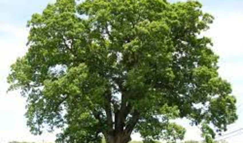 یک روز ویژه به نام بلوط