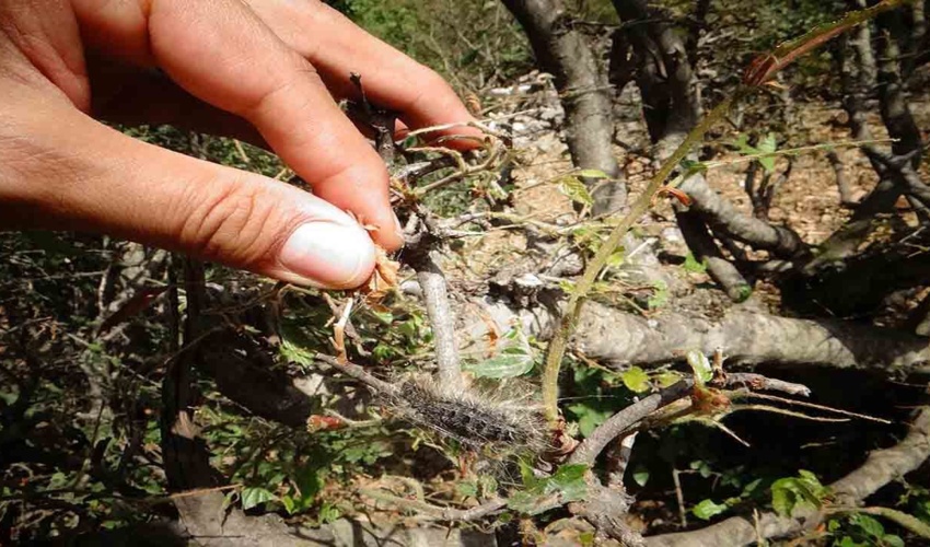 نوشهر/حمله آفت پروانه ابریشم باف ناجور به جنگل های شمال