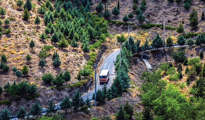 بیش از 330 هکتار زراعت چوب در خراسان رضوی اجرا شد