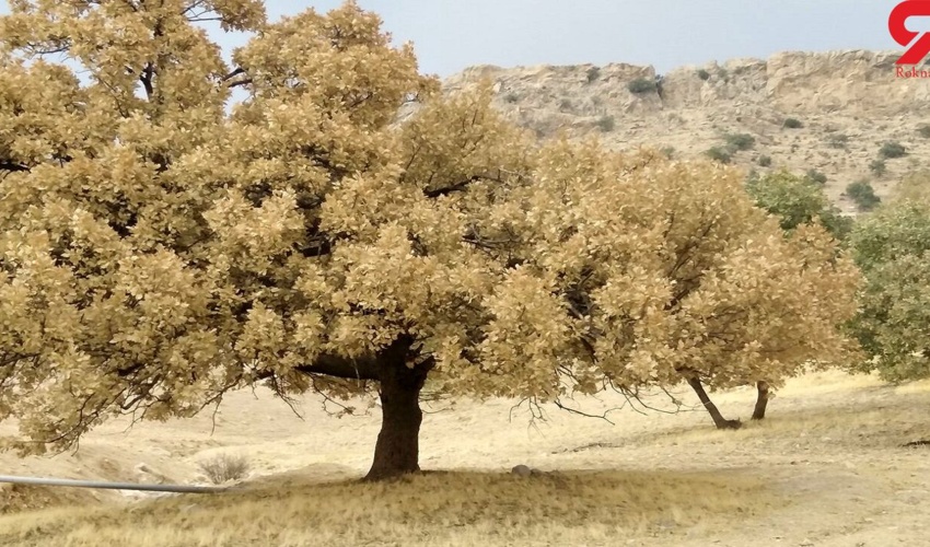 آسیب پروانه سفید به 41.5 هزار هکتار از جنگل های زاگرس / محلول بیولوژیک BT خطر بسیار کمی دارد 