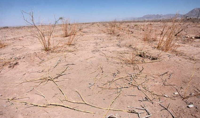 200 هکتار نهال کاری در مناطق بیابانی بویین زهرا انجام می‌شود