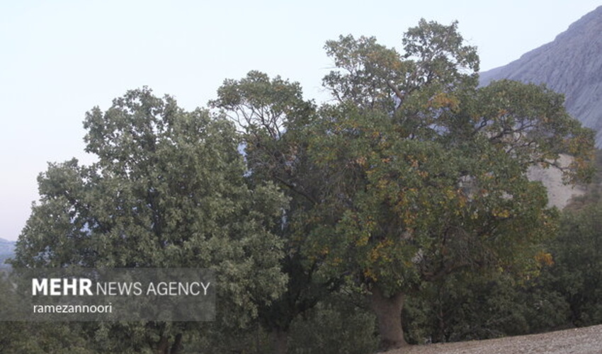 بلوط های زاگرس هنوز ایستاده اند