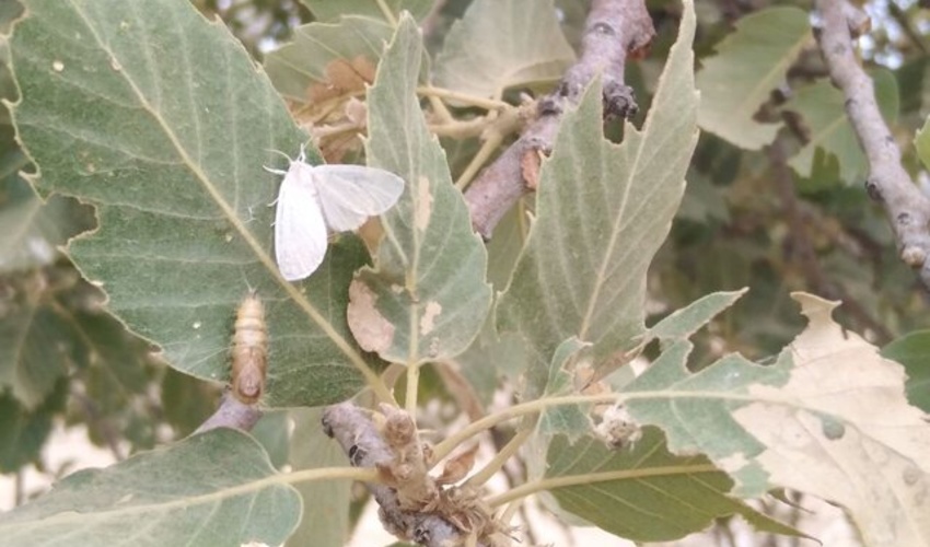 خوزستان/ آفت پروانه سفید در خوزستان تحت کنترل است / مبارزه تا پایان شهریور ادامه دارد