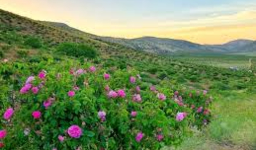 مدیر کل دفتر امور مراتع: گیاهان دارویی از جمله ظرفیت‌های مغفول کشور است