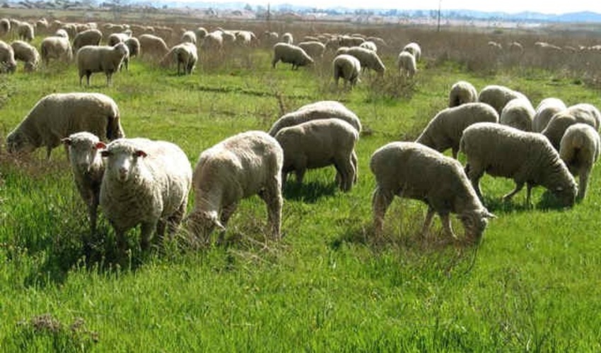 هفت برابر بیش از ظرفیت مجاز از مراتع کشور بهره‌برداری می‌شود