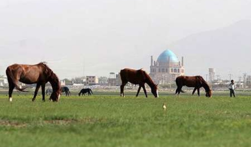 چمنزار‌های سلطانیه ثروت ملی هستند