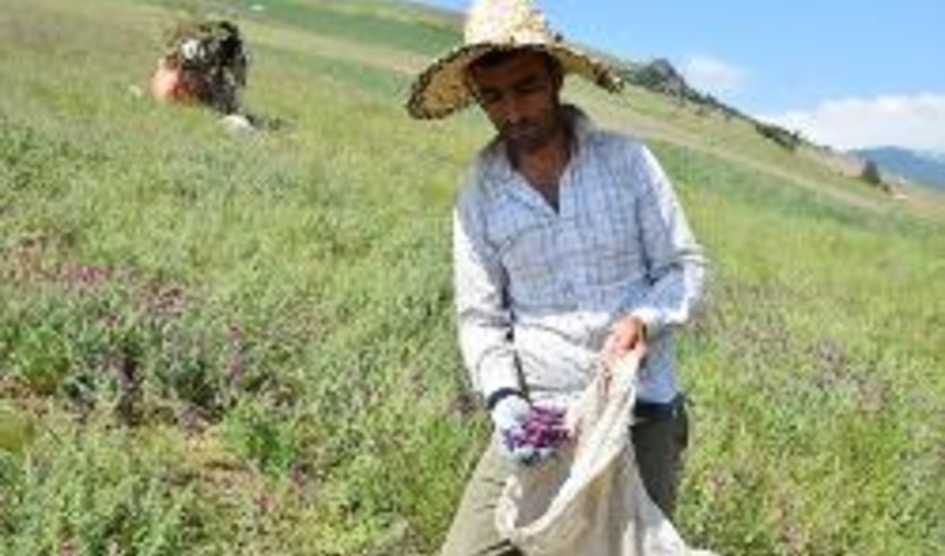 برداشت ۲۲۵ تن گیاه دارویی از مراتع اصفهان