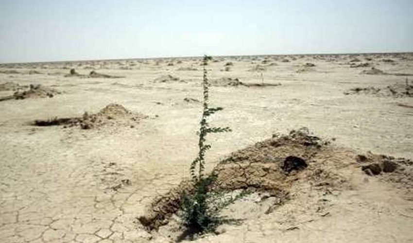 کاشت 24 هزار نهال در کانون‌های گردوغبار خوزستان