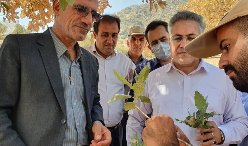  اختصاص ۵٠ میلیارد تومان اعتبار اولیه برای مقابله با آفت پروانه برگخوار درختان بلوط زاگرس