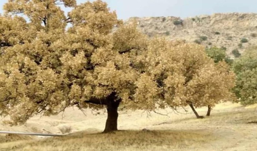 محلول پاشی 15500 هکتار از جنگل‌های آفت زده کهگیلویه و بویراحمد 