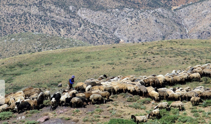 کوچ عشایر آسیب بسیاری به مراتع لرستان وارد می کند