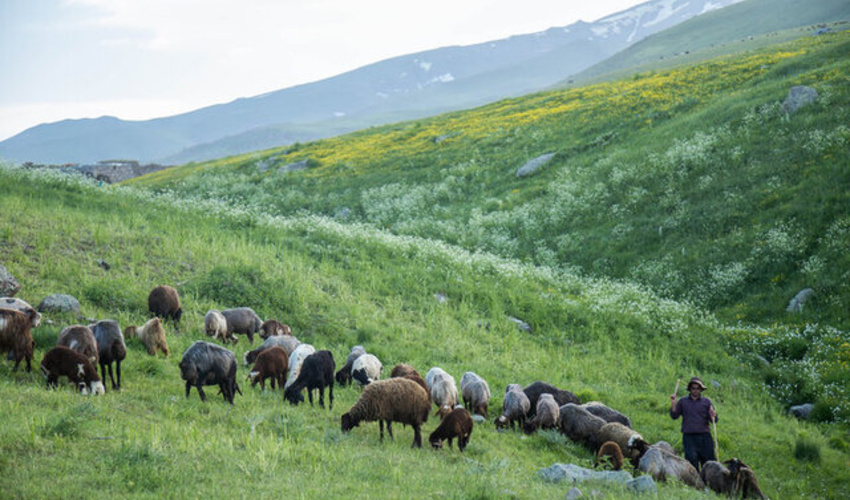 15 طرح مرتعداری در جنوب کرمان به مجریان احاله مدیریت شد