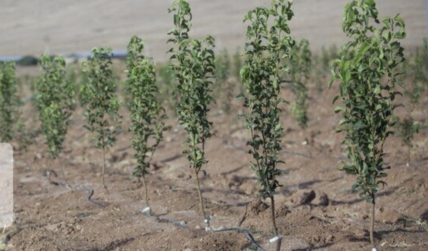 شناسایی 161 هزار هکتار عرصه مستعد زراعت چوب در خوزستان