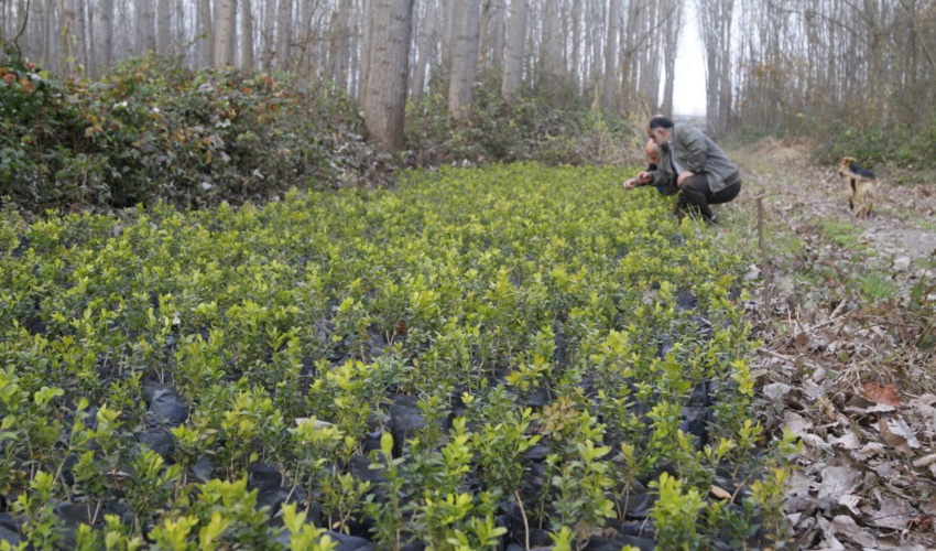 بررسی وضعیت تولید نهال در شمال کشور