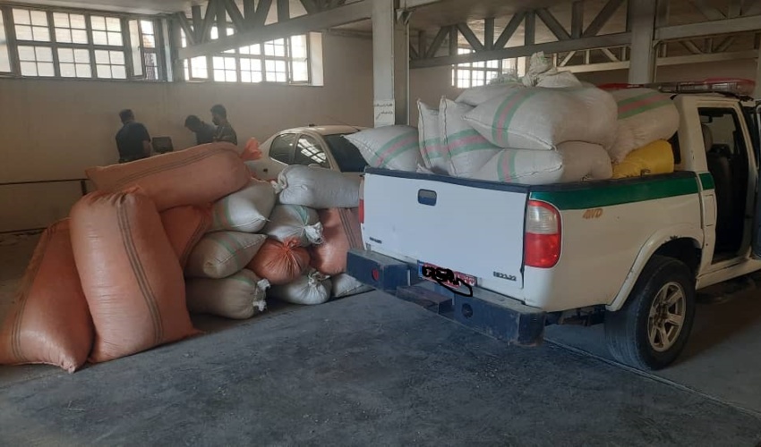 خراسان رضوی/کشف و ضبط 570 کیلوگرم بذر گیاه دارویی آنغوزه در شهرستان نیشابور