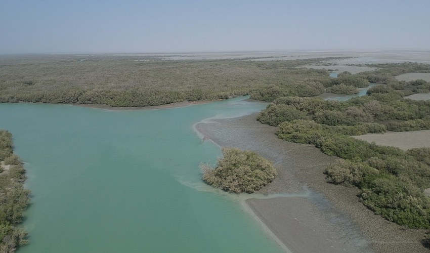 600 هزار اصله نهال حرا در سواحل هرمزگان کشت می شود