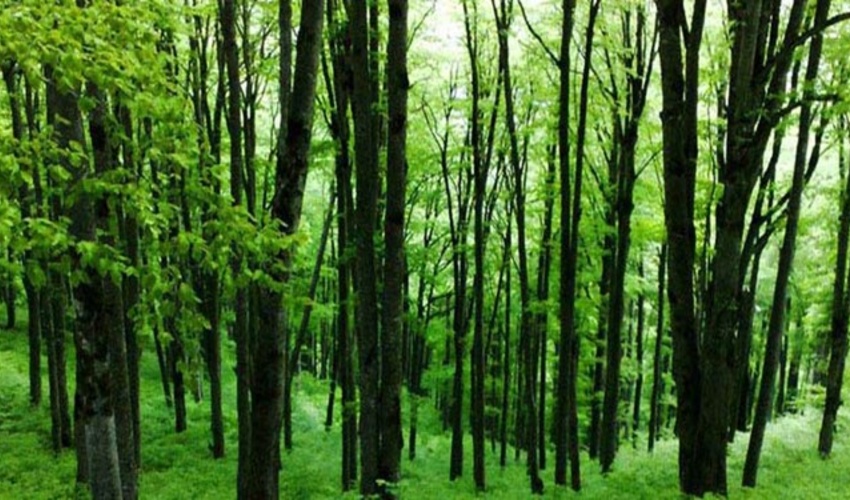 همدان/طرح صیانت از جنگل‌های شهرستان نهاوند اجرا شد