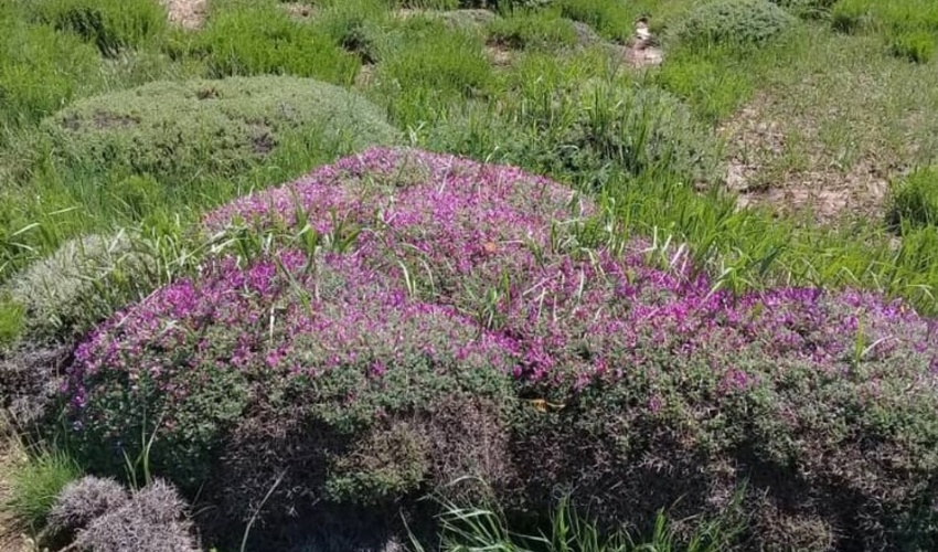 ساری/ کُپه کاری 1200 هکتار از مراتع مازندران