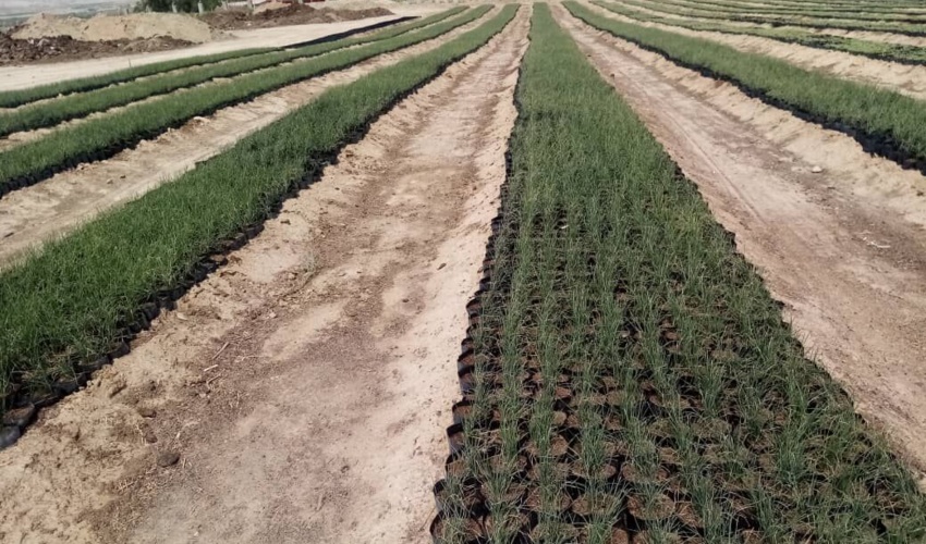 چهار میلیون اصله نهال در گلستان تولید شد / تولید 10 هزار نهال شمشاد