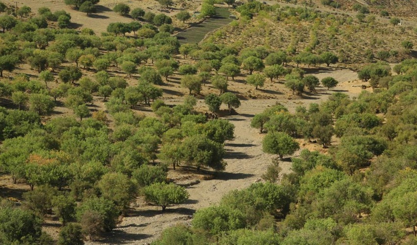 طرح جنگلداری اجتماعی در مرحله تدوین
