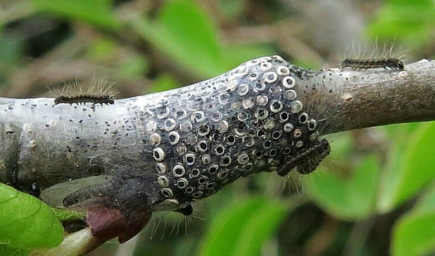 نوشهر/ شناسایی حدود هشت هزار هکتار جنگل‌های آفت‌زده غرب مازندران 