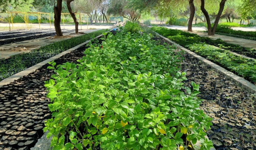 هرمزگان/ 200 هزار اصله نهال در نهالستان باغو بندرعباس تولید می شود