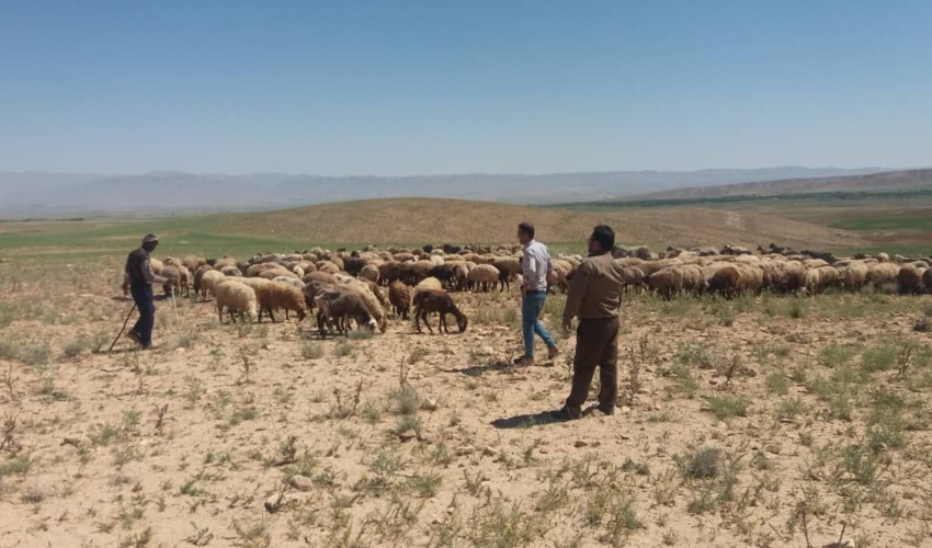 اجرای دو میلیون و یکصدو پنجاه هزار هکتار مدیریت چرای دام در مراتع خراسان رضوی