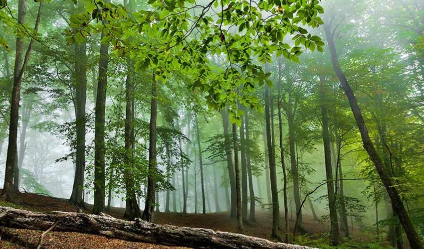 معاون امور جنگل: در جنگلداری اجتماعی؛ مردم مجری اصلی طرح جنگلداری هستند