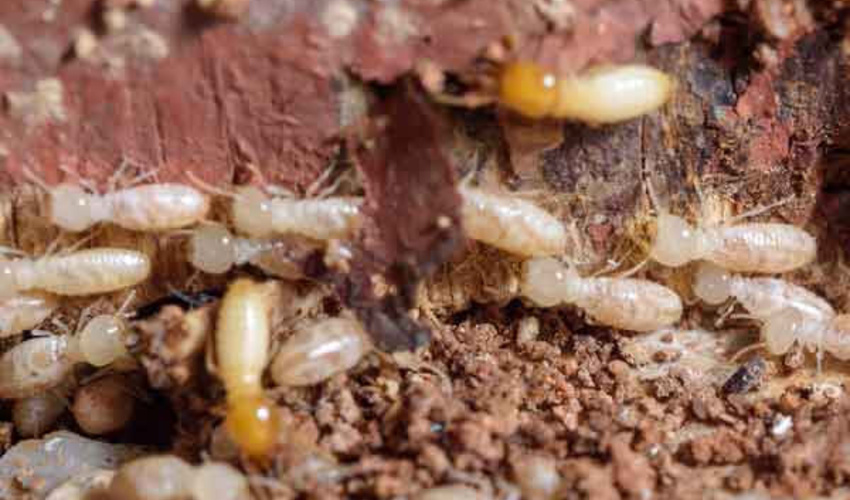 قم/ بررسی و پایش آفت موریانه و موش