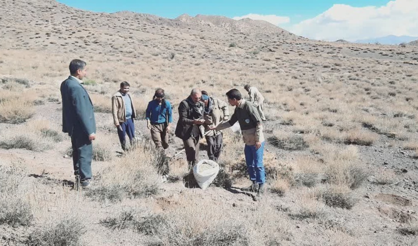 کشت گیاهان دارویی در سطح بیش از ۱۲ هزار هکتار از مراتع جنوب کرمان